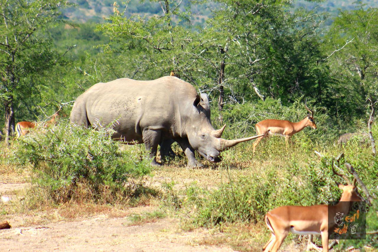 Lodge Afrique Japaratinga Ngoại thất bức ảnh