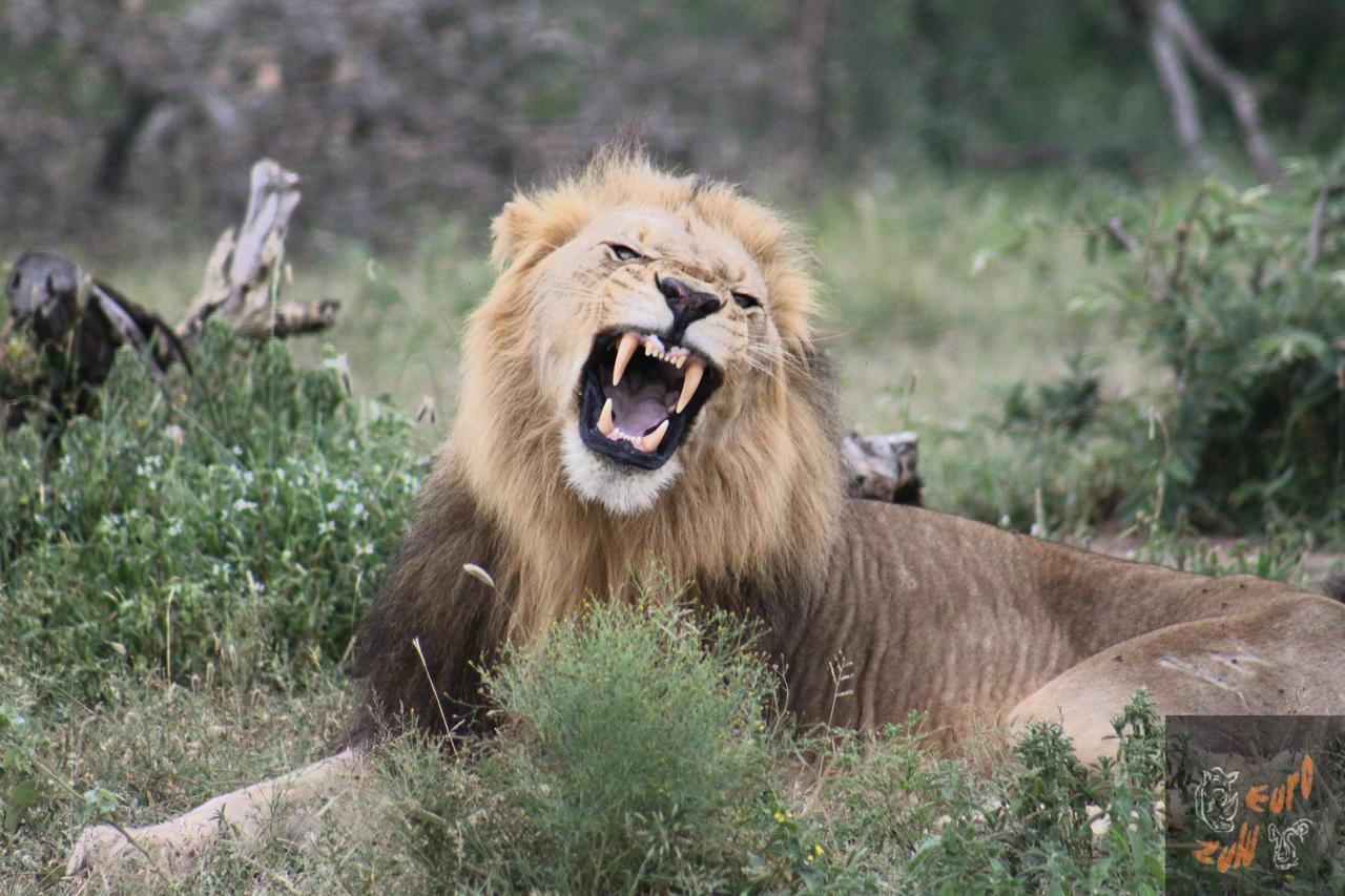 Lodge Afrique Japaratinga Ngoại thất bức ảnh