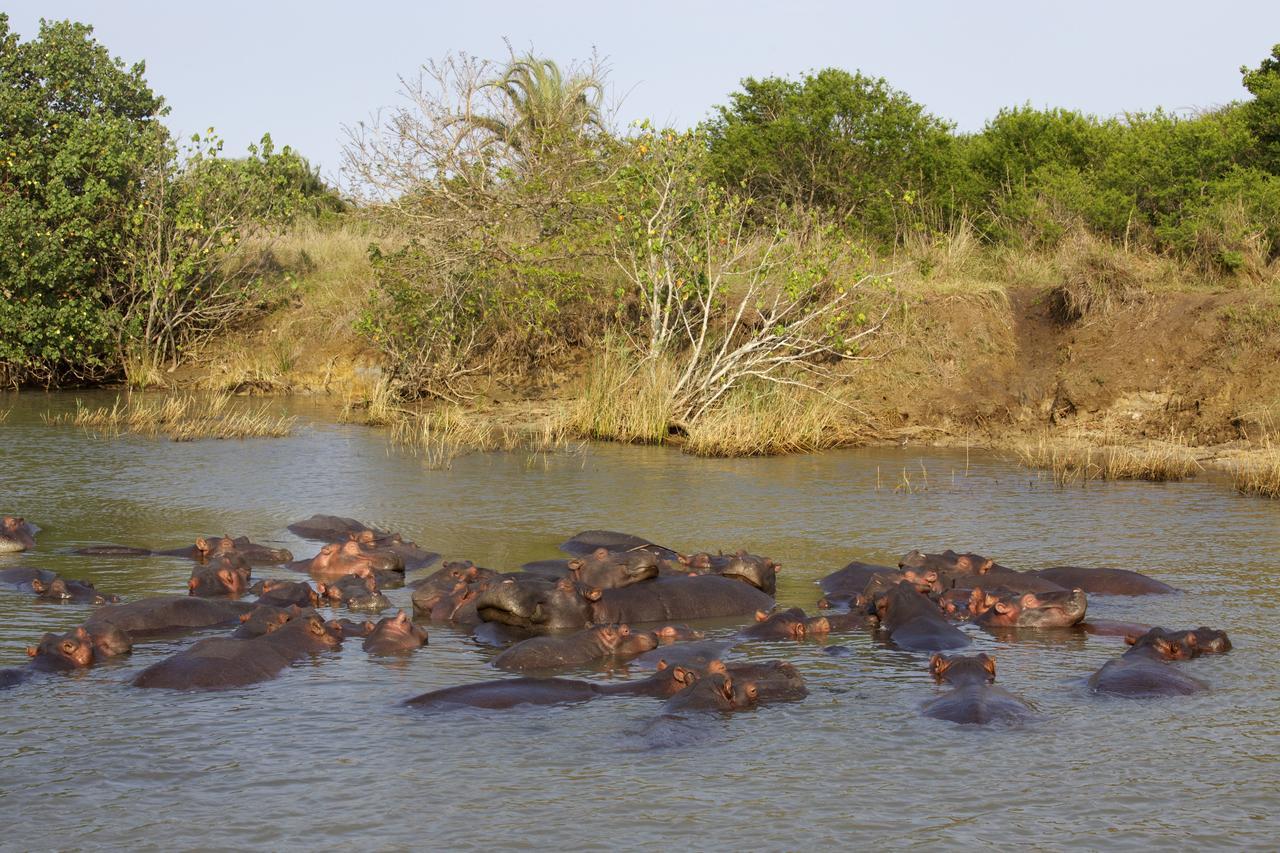 Lodge Afrique Japaratinga Ngoại thất bức ảnh